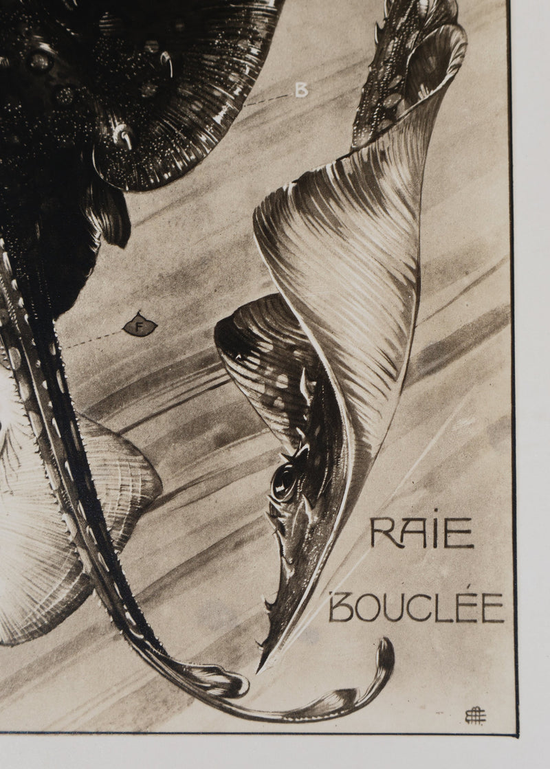 Mathurin MEHEUT : La Raie Bouclée, Lithographie signée