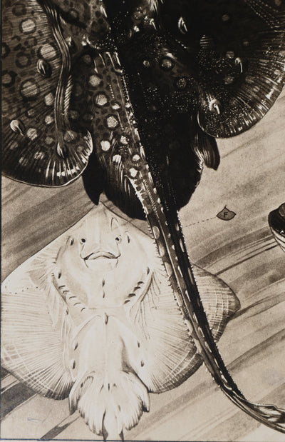 Mathurin MEHEUT : La Raie Bouclée, Lithographie signée