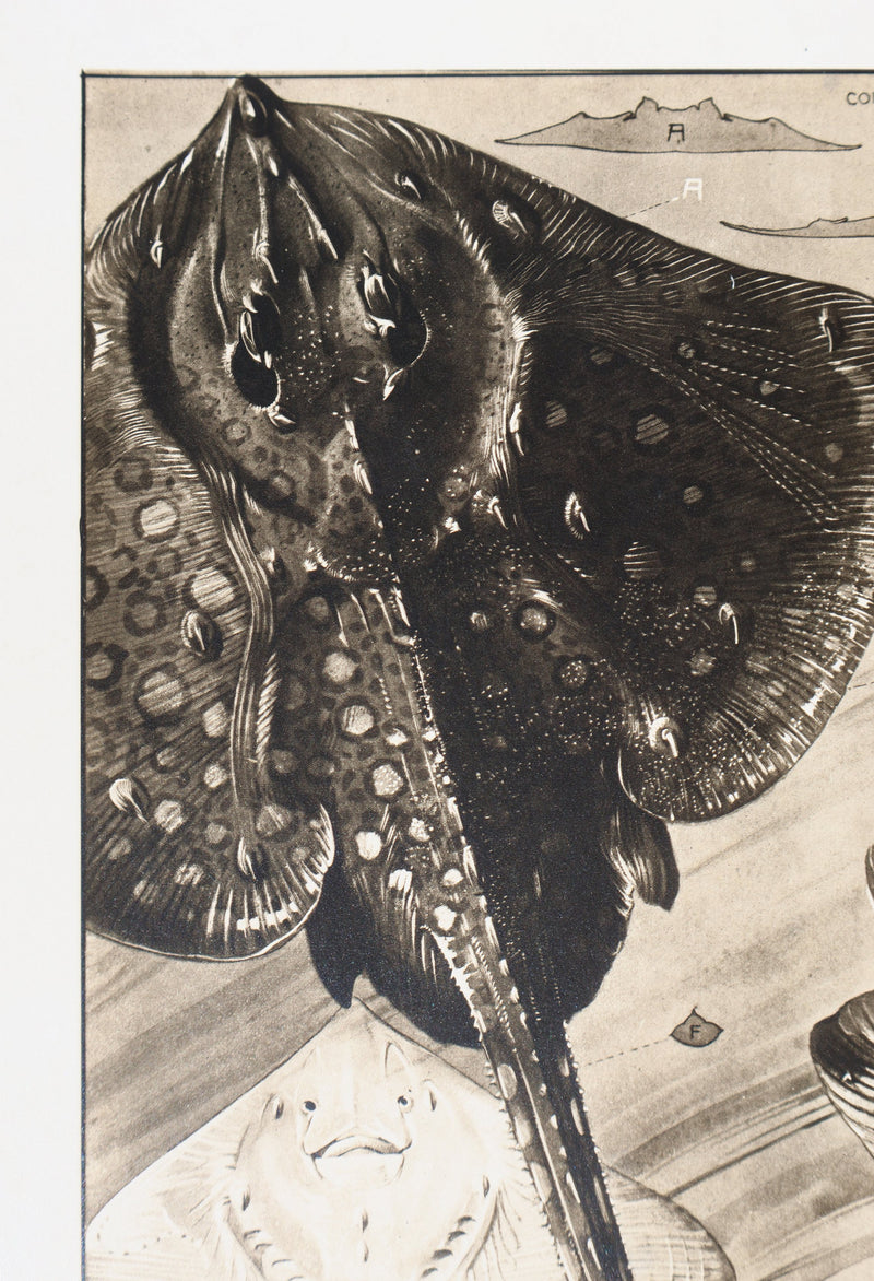 Mathurin MEHEUT : La Raie Bouclée, Lithographie signée