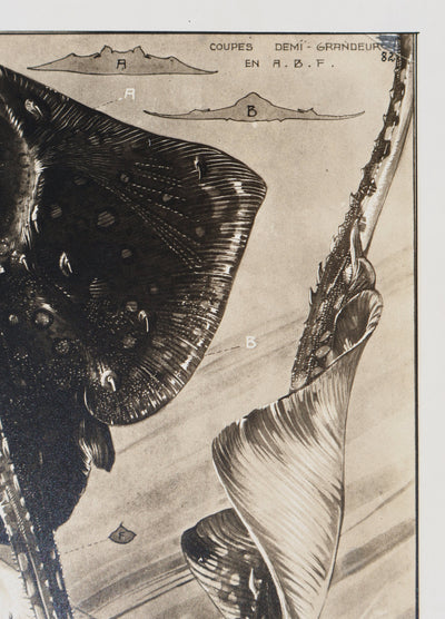 Mathurin MEHEUT : La Raie Bouclée, Lithographie signée