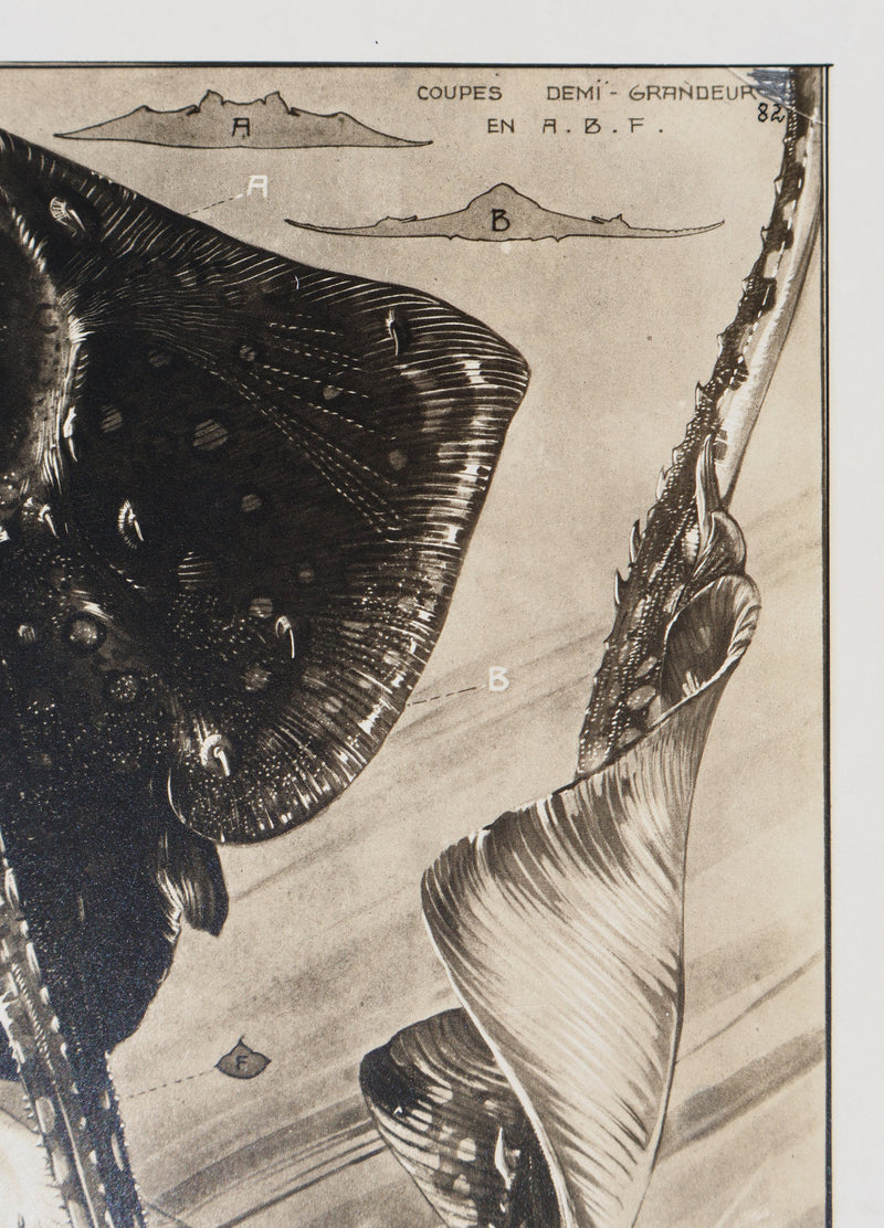 Mathurin MEHEUT : La Raie Bouclée, Lithographie signée