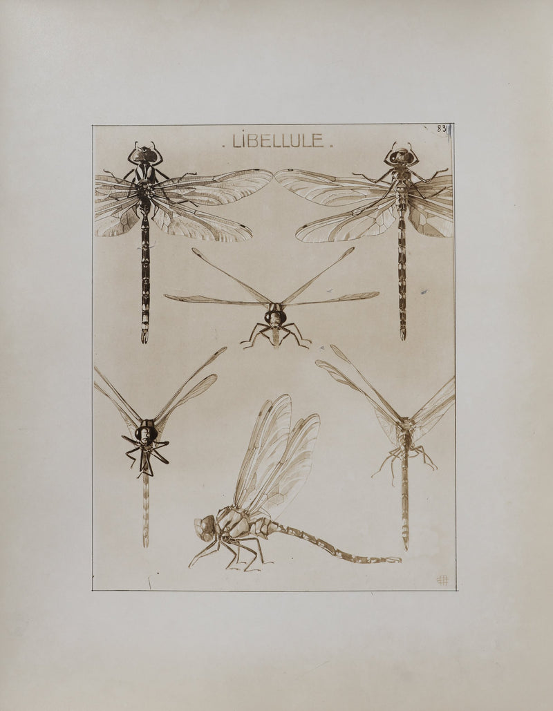 Mathurin MEHEUT : La Libellule, Lithographie signée