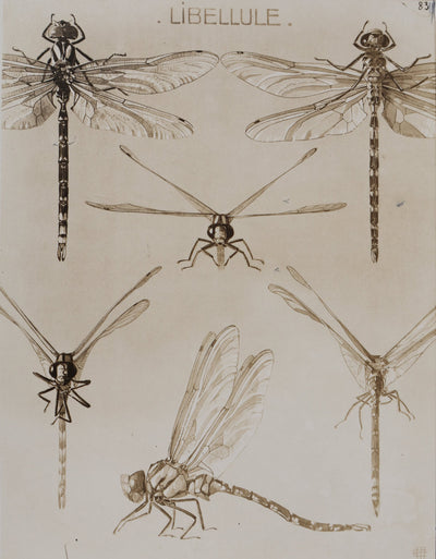 Mathurin MEHEUT : La Libellule, Lithographie signée