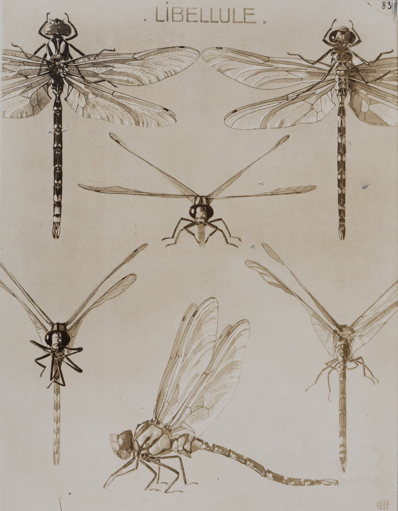 Mathurin MEHEUT : La Libellule, Lithographie signée