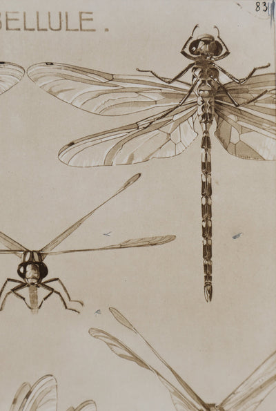 Mathurin MEHEUT : La Libellule, Lithographie signée