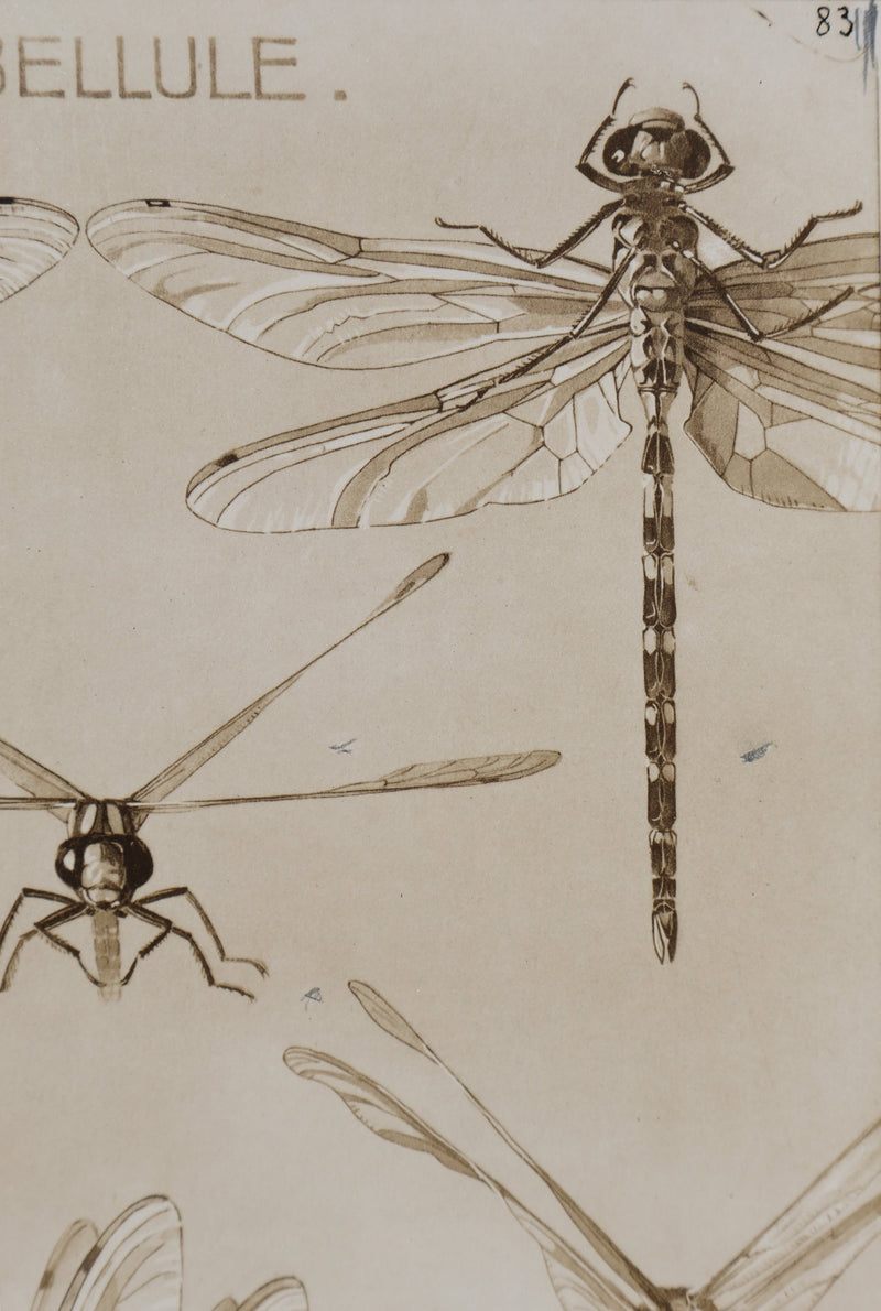 Mathurin MEHEUT : La Libellule, Lithographie signée