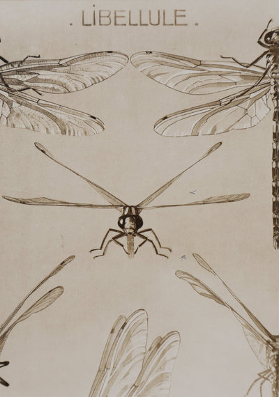 Mathurin MEHEUT : La Libellule, Lithographie signée