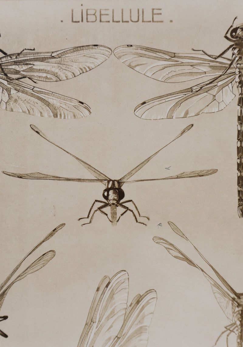 Mathurin MEHEUT : La Libellule, Lithographie signée