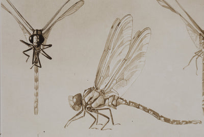 Mathurin MEHEUT : La Libellule, Lithographie signée