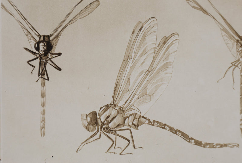 Mathurin MEHEUT : La Libellule, Lithographie signée