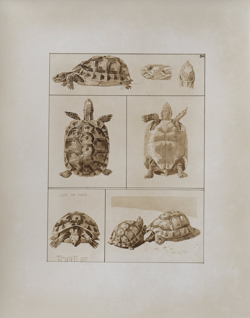 Mathurin MEHEUT : La Tortue , Lithographie