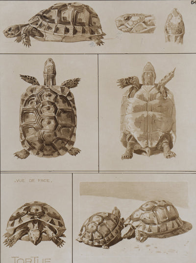 Mathurin MEHEUT : La Tortue , Lithographie