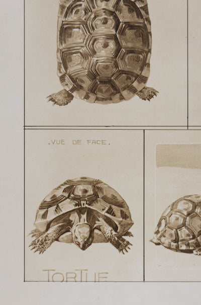 Mathurin MEHEUT : La Tortue , Lithographie