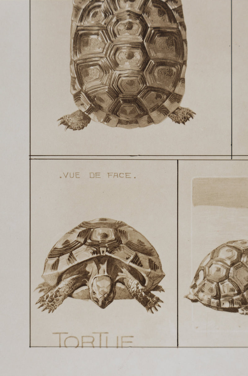 Mathurin MEHEUT : La Tortue , Lithographie