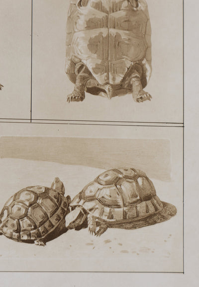 Mathurin MEHEUT : La Tortue , Lithographie