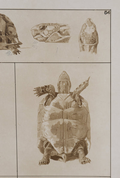 Mathurin MEHEUT : La Tortue , Lithographie