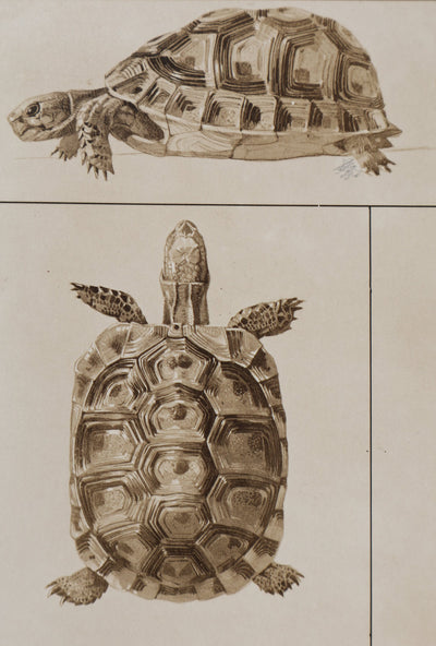 Mathurin MEHEUT : La Tortue , Lithographie