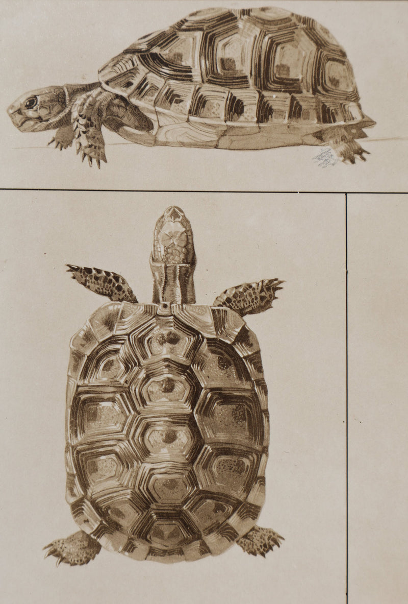 Mathurin MEHEUT : La Tortue , Lithographie