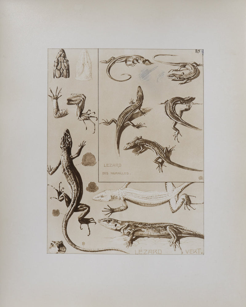 Mathurin MEHEUT : Le Lézard, Lithographie signée