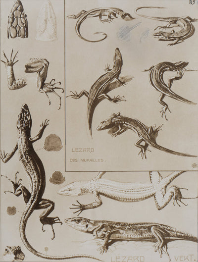 Mathurin MEHEUT : Le Lézard, Lithographie signée