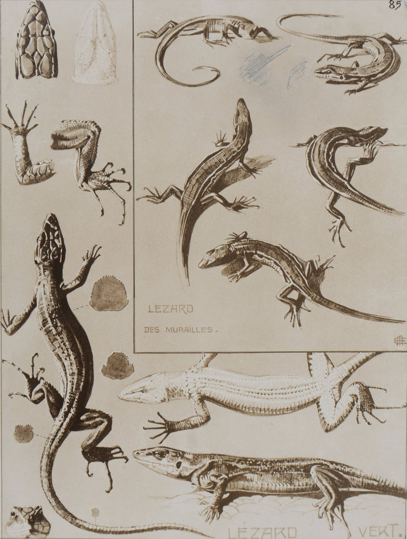 Mathurin MEHEUT : Le Lézard, Lithographie signée