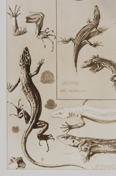 Mathurin MEHEUT : Le Lézard, Lithographie signée