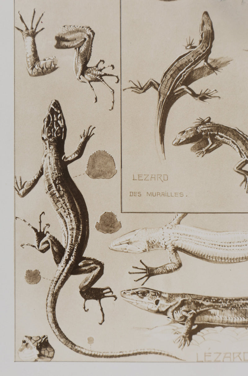 Mathurin MEHEUT : Le Lézard, Lithographie signée
