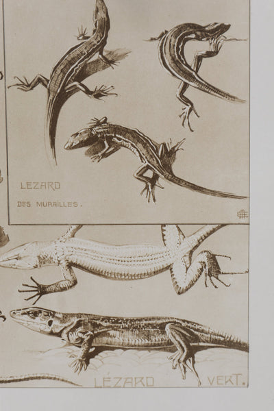 Mathurin MEHEUT : Le Lézard, Lithographie signée