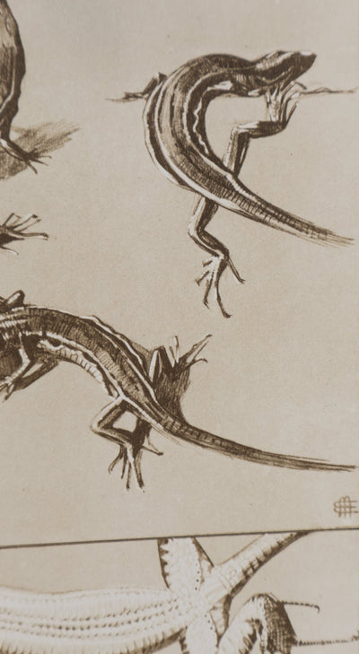 Mathurin MEHEUT : Le Lézard, Lithographie signée