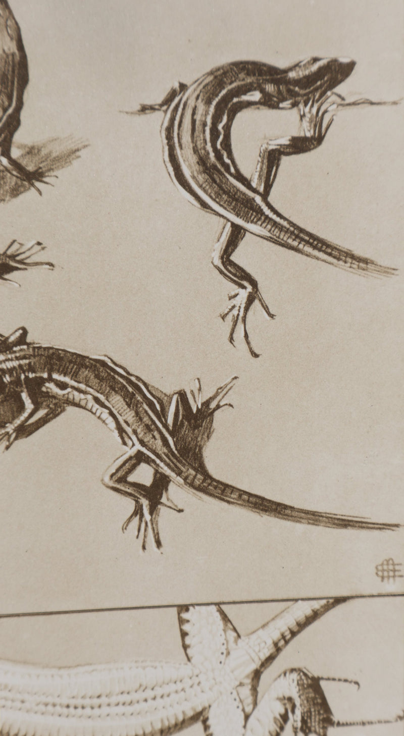 Mathurin MEHEUT : Le Lézard, Lithographie signée