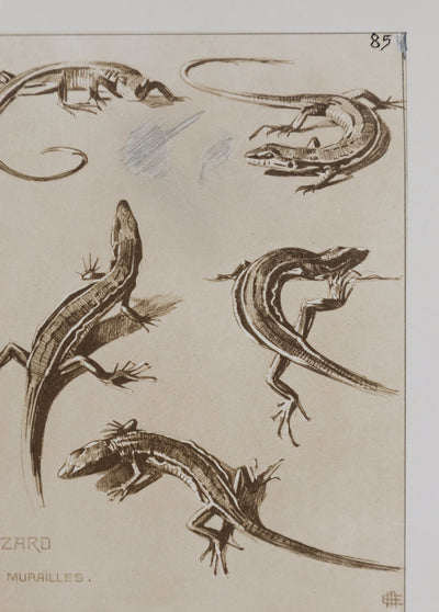 Mathurin MEHEUT : Le Lézard, Lithographie signée