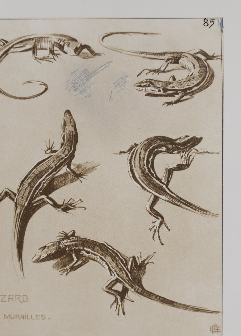 Mathurin MEHEUT : Le Lézard, Lithographie signée