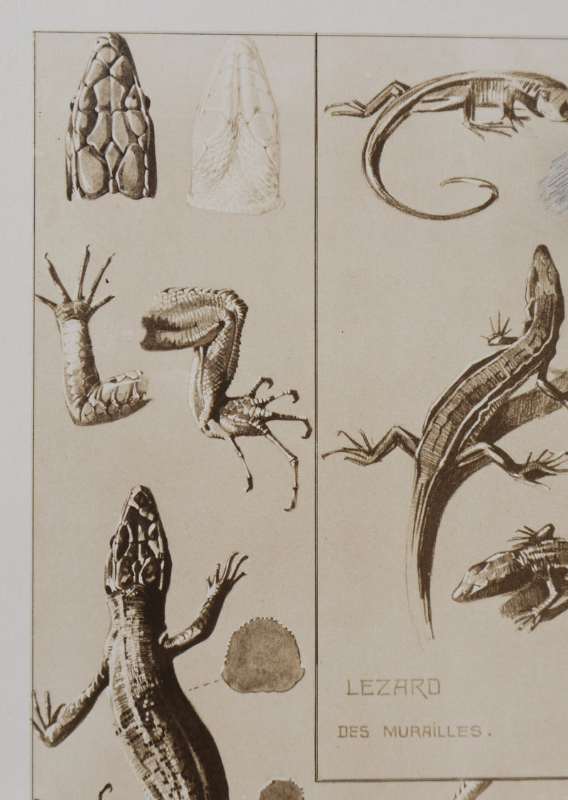 Mathurin MEHEUT : Le Lézard, Lithographie signée