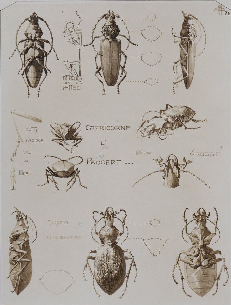Mathurin MEHEUT : Le Capricorne et la Procère, Lithographie signée