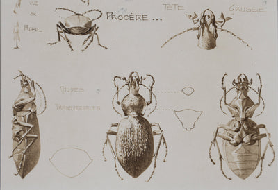Mathurin MEHEUT : Le Capricorne et la Procère, Lithographie signée