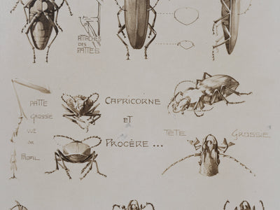 Mathurin MEHEUT : Le Capricorne et la Procère, Lithographie signée