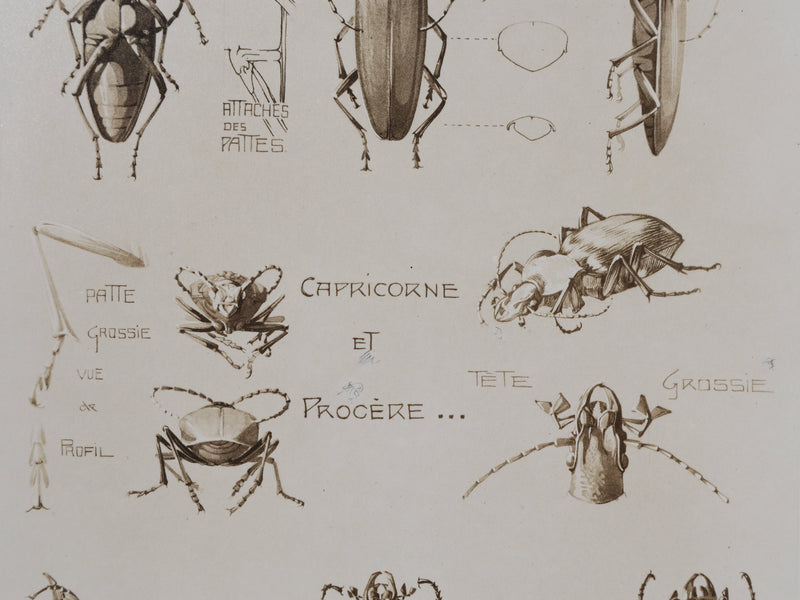 Mathurin MEHEUT : Le Capricorne et la Procère, Lithographie signée