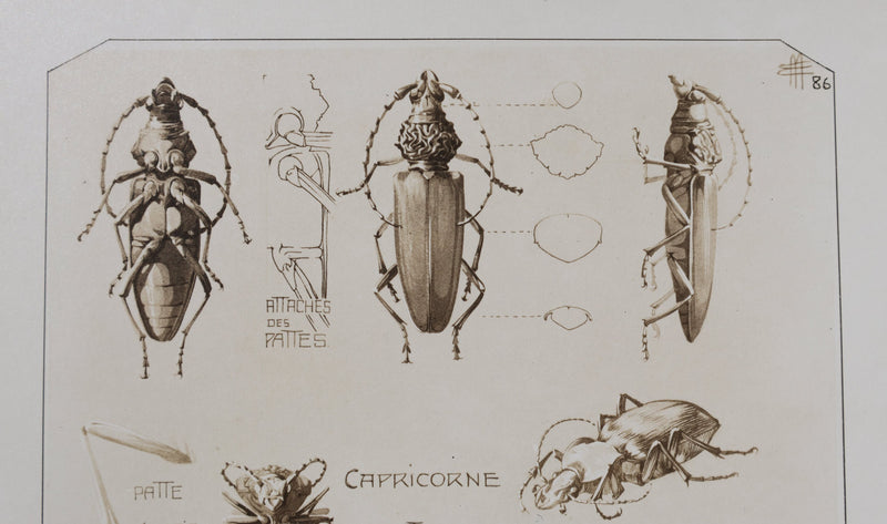 Mathurin MEHEUT : Le Capricorne et la Procère, Lithographie signée