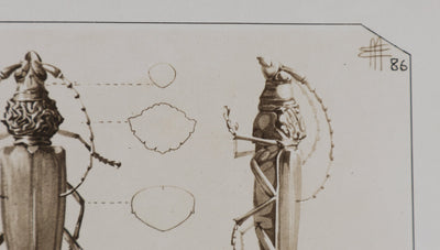 Mathurin MEHEUT : Le Capricorne et la Procère, Lithographie signée