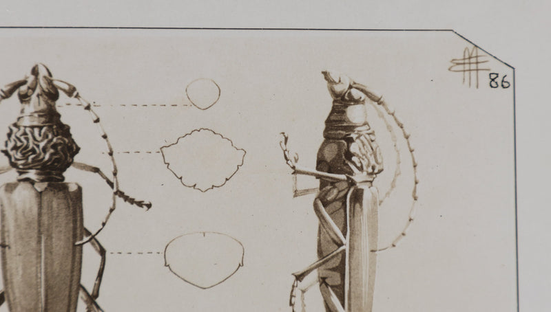 Mathurin MEHEUT : Le Capricorne et la Procère, Lithographie signée