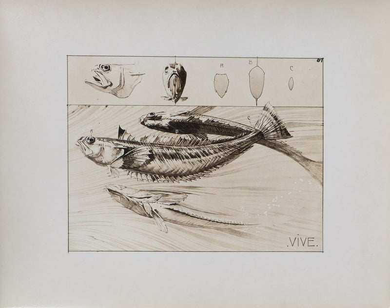 Mathurin MEHEUT : La Vive , Lithographie