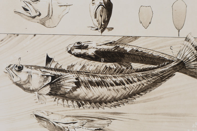 Mathurin MEHEUT : La Vive , Lithographie