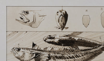 Mathurin MEHEUT : La Vive , Lithographie