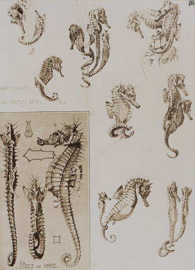 Mathurin MEHEUT : L'Hippocampe , Lithographie