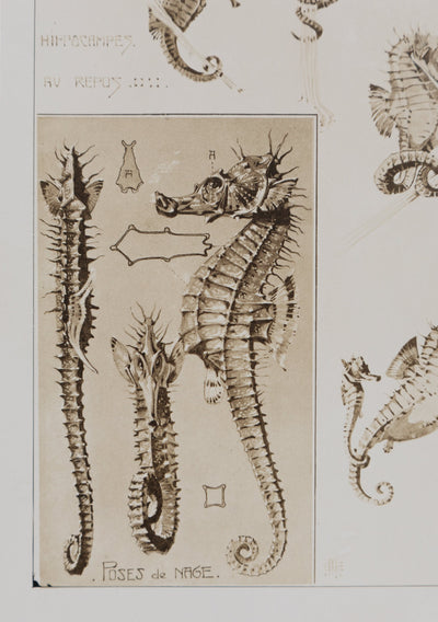Mathurin MEHEUT : L'Hippocampe , Lithographie