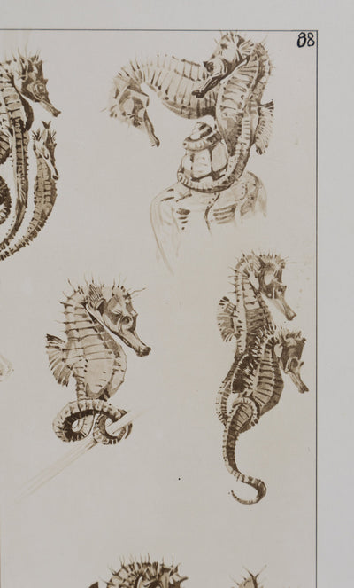 Mathurin MEHEUT : L'Hippocampe , Lithographie