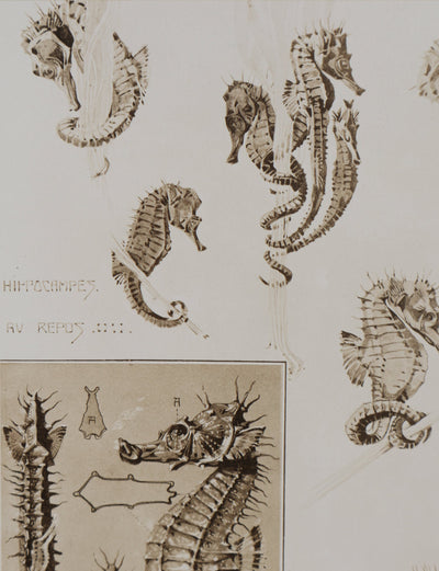 Mathurin MEHEUT : L'Hippocampe , Lithographie