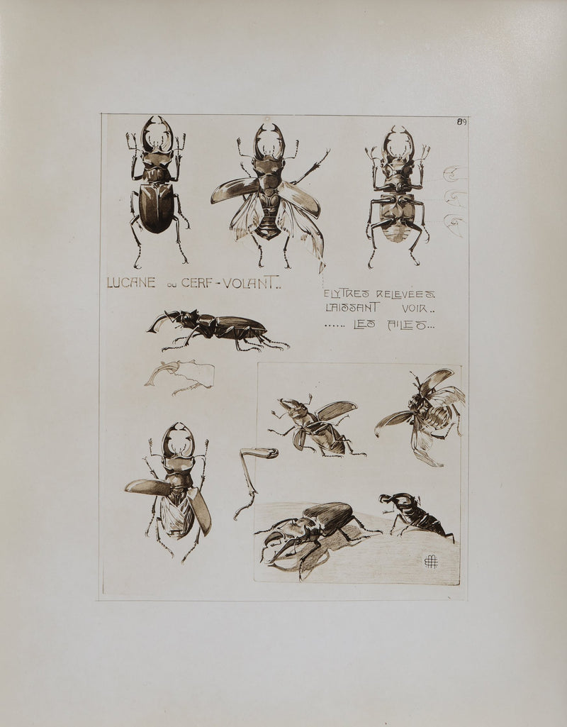 Mathurin MEHEUT : La Lucane, Lithographie signée