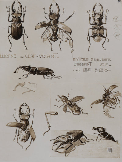 Mathurin MEHEUT : La Lucane, Lithographie signée