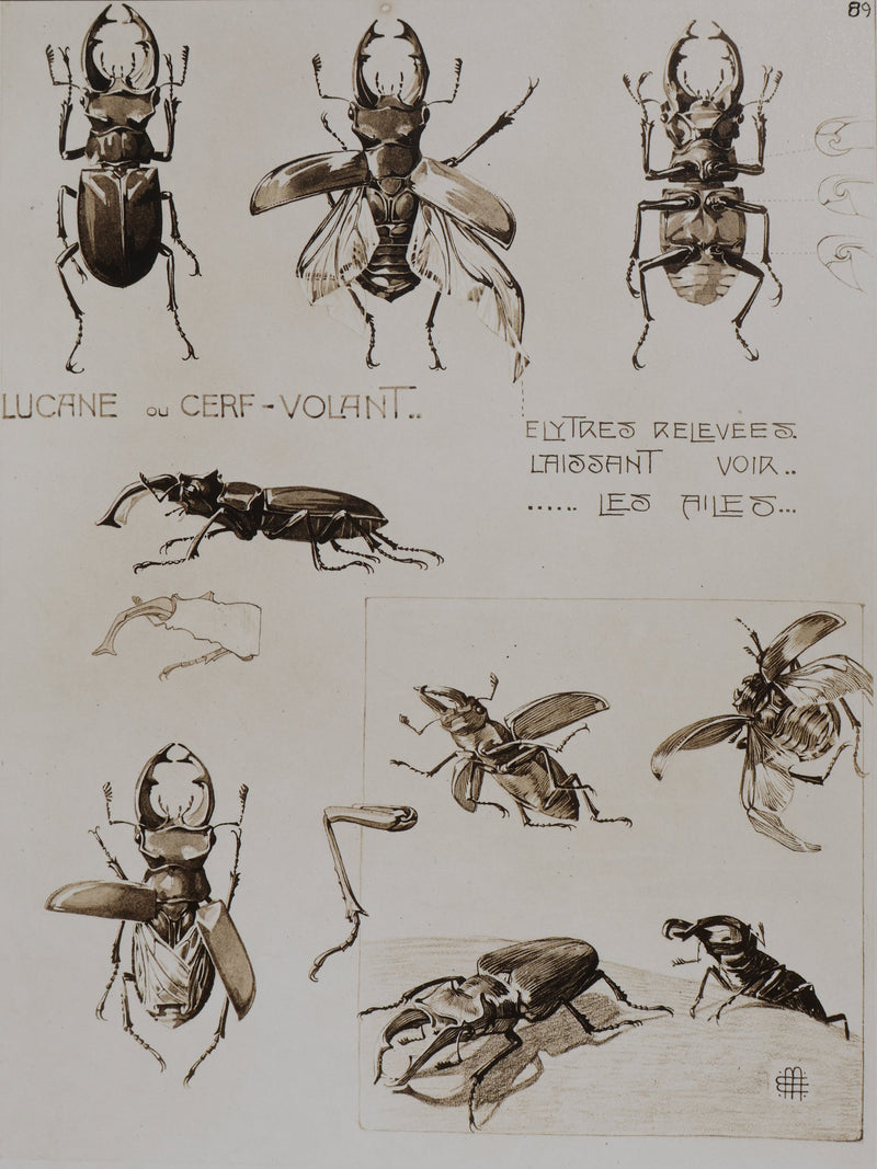 Mathurin MEHEUT : La Lucane, Lithographie signée